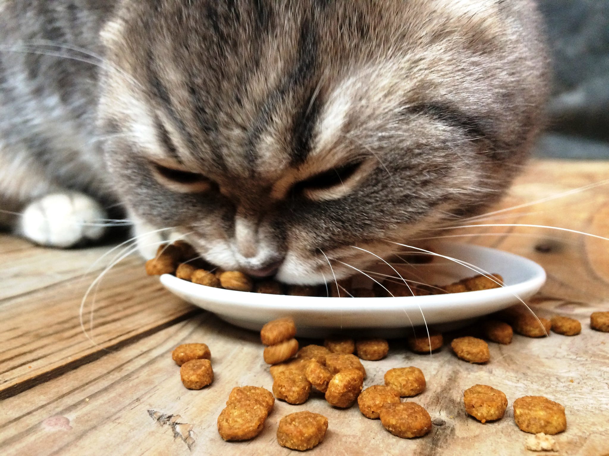 can-cats-eat-dry-food