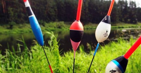 Floats for crucian carp: which one to choose